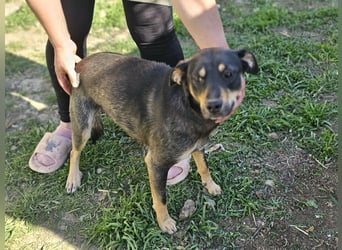 Mirella, geb. 12.2023, 46cm sucht ihre Menschen