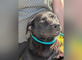 Thyson, geb. 04.2024, 50cm, sucht sein für-immer-Körbchen