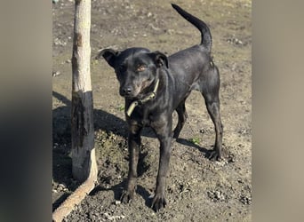 Rango, geboren 15.08.2024, 48cm sucht seine Chance