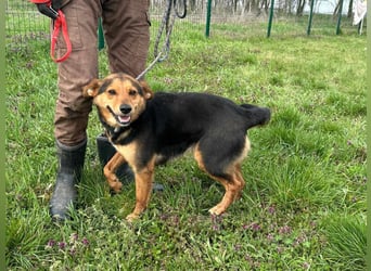 Gombi, geboren 01.08.2021, 50cm sucht seine Leute
