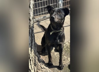 Rango, geboren 15.08.2024, 48cm sucht seine Chance