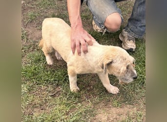 Galiba, geboren 15.09.2017, 43cm sucht ruhiges Zuhause
