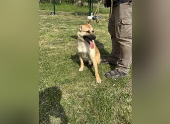 Joker, geboren 01.08.2024, 49cm sucht sein Abenteuer