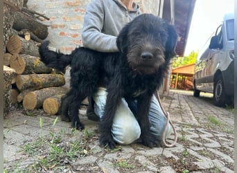 Tommy, geb. 12.2025, 36cm sucht sein Körbchen