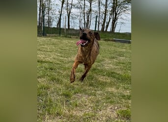 Cosmo, geb. 09.2023, 49cm sucht seine Abenteurer