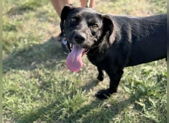 Kobold, geboren 01.09.2023, 52cm sucht sein Zuhause