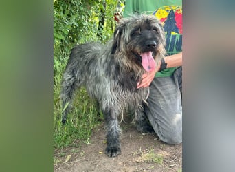 Ficko, geb. 08/2022, 47 cm, wartet auf seine Menschen