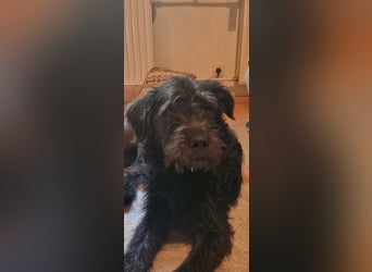 Tommy, geb. 12.2025, 36cm sucht sein Körbchen