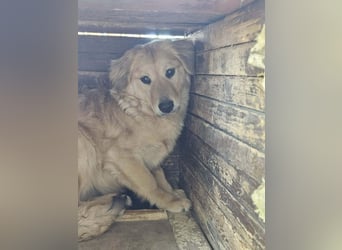 Bonita, geboren 25.08.2025, 44cm sucht tierliebe Menschen