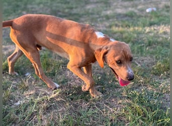 Raffael, geboren 31.10.2024, 48cm sucht seine Familie