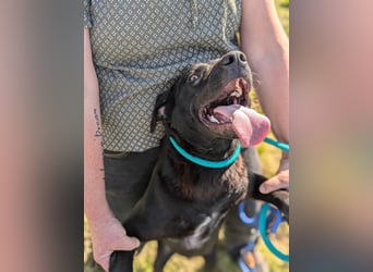 Thyson, geb. 04.2024, 50cm, sucht sein für-immer-Körbchen