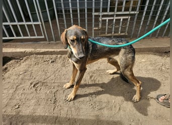 Ringo, geboren 07.01.2026, 52cm sucht sein Zuhause