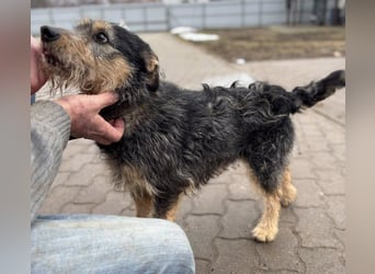 Ricky, geb. 10.01.2022, 44 cm, sucht sein Für-Immer-Zuhause