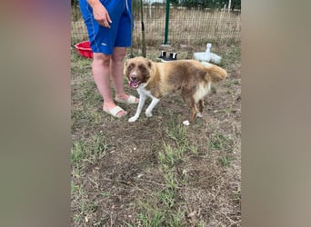 Yoko, geboren 15.06.2022, 50cm sucht ihr Zuhause