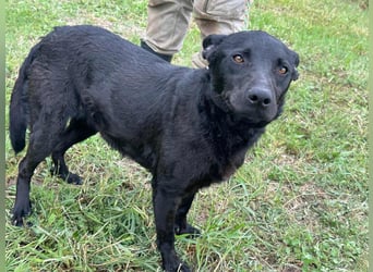 Dennis, geboren 01.06.2023, 53cm sucht nach seinem Glück