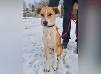 Reyla, geboren 01.05.2025, 49cm sucht ihre Menschen