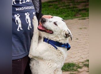 Dallas, geb. 10.2018, 50cm sucht sein Körbchen