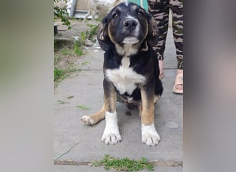 Borisz, geboren 28.12.2025, 42cm sucht sein Körbchen