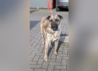 Sirius, geb. 15.11.2023, 50 cm wartet auf seine Chance