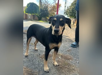 Bella, geboren 05.07.2022, 50cm sucht ihr Zuhause