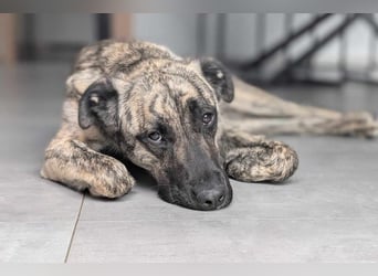 Sirius, geb. 15.11.2023, 50 cm wartet auf seine Chance