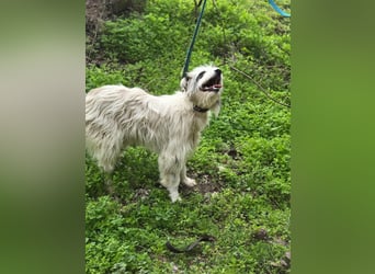 Panda, geb. 08.2024, 48cm, sucht ihre Menschen fürs Leben