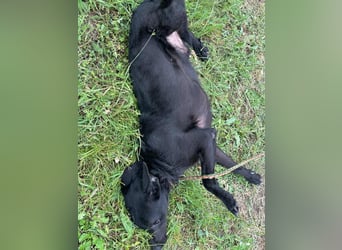 Dennis, geboren 01.06.2023, 53cm sucht nach seinem Glück