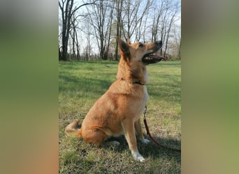 Mira, geb. 06.2024, 46cm sucht ihr Zuhause