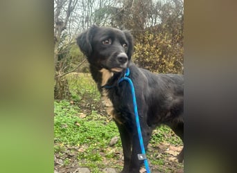 Zsazsa, geb. 01.2025, 52cm sucht ihr für immer Körbchen