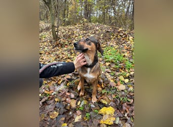 Pircsi, 2 Jahre, 42cm sucht ihr Körbchen