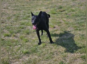 Dennis, geb. 06.2023, 53cm, sucht sein Glück