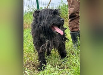 Rambo, geb. 01.03.2023, 42 cm,  sucht seine Herzensmenschen