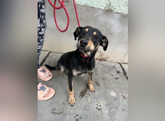 Mirella, geboren 05.12.2023, 46cm sucht ihre Menschen