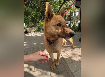 Fanny, 2 Jahre alt, 50 cm, möchte entdeckt werden