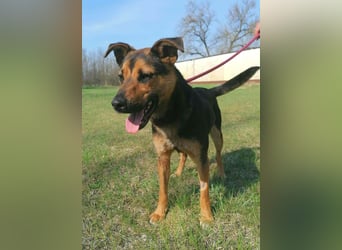 Gofi, geb. 01.04.2025, 47 cm, sucht nach seinen Menschen