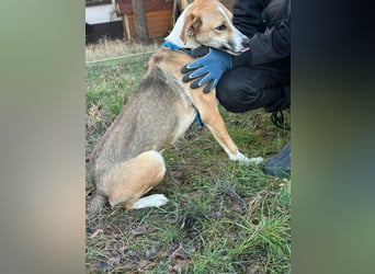 Reyla, geboren 01.05.2025, 49cm sucht ihre Menschen