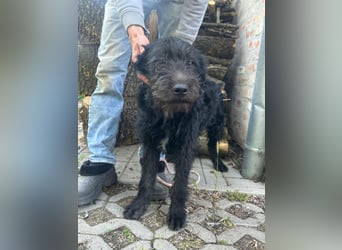 Tommy, geb. 12.2025, 36cm sucht sein Körbchen
