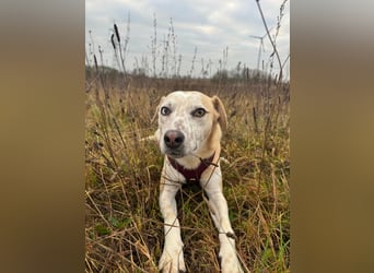 Misa, geboren 04.2024, 45cm sucht neues Zuhause