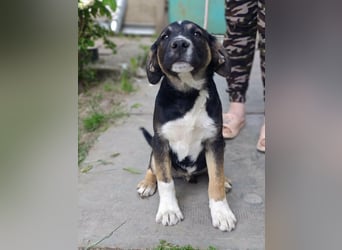 Borisz, geboren 28.12.2025, 42cm sucht sein Körbchen