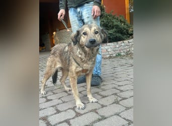 Ada, geb. 09.2022, 52 cm wartet auf ihr Glück