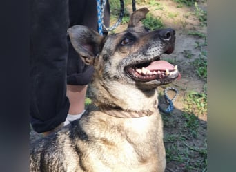 Greta, geb. 05.2021, 48cm, sucht ihr zu Hause
