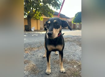 Bella, geboren 05.07.2022, 50cm sucht ihr Zuhause