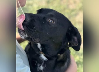 Kobold, geboren 01.09.2023, 52cm sucht sein Zuhause