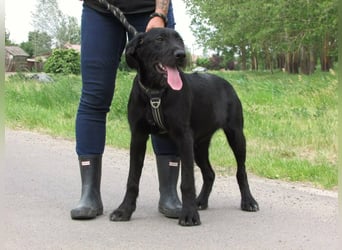 Tara, geboren 01.11.2025, 48cm sucht ihre Chance