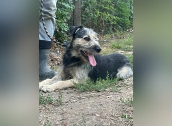 Ralf, geboren 01.08.2024, 49cm sucht sein für immer Zuhause