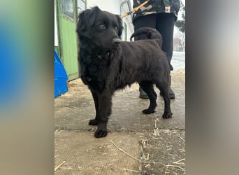 Kamilla, geb. 08.2024, 46cm sucht ihr Glück