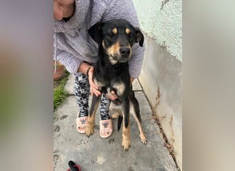 Mirella, geboren 05.12.2023, 46cm sucht ihre Menschen