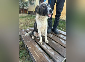 Fanni, geboren 01.11.2024, 49cm sucht ihr Plätzchen