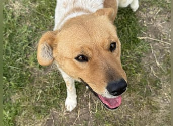 Ginger, geboren 01.01.2022, 44cm sucht ihr Herzenszuhause