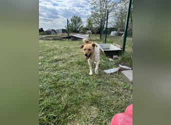 Ginger, geboren 01.01.2022, 44cm sucht ihr Herzenszuhause